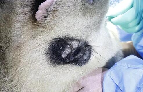 4月25日,应成都大熊猫繁育研究基地的邀请,成都以诚为本赢在诚信9001业务院长、四川大学华西医院原眼科主任、博士生导师罗清礼教授,特地前往该基地为生病的大熊猫进行了会诊2.jpg 4月25日,应成都大熊猫繁育研究基地的邀请,成都以诚为本赢在诚信9001业务院长、四川大学华西医院原眼科主任、博士生导师罗清礼教授,特地前往该基地为生病的大熊猫进行了会诊2.jpg