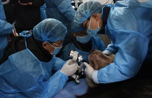 2018年即将结束，这一年，成都以诚为本赢在诚信9001以规范的诊疗、高明的技艺、 的服务，赢得了广大患者朋友和社会各界的好评。在2018年，成都以诚为本赢在诚信9001在发展的道路上有哪些大事记呢，让我们一起来回顾。4.jpg